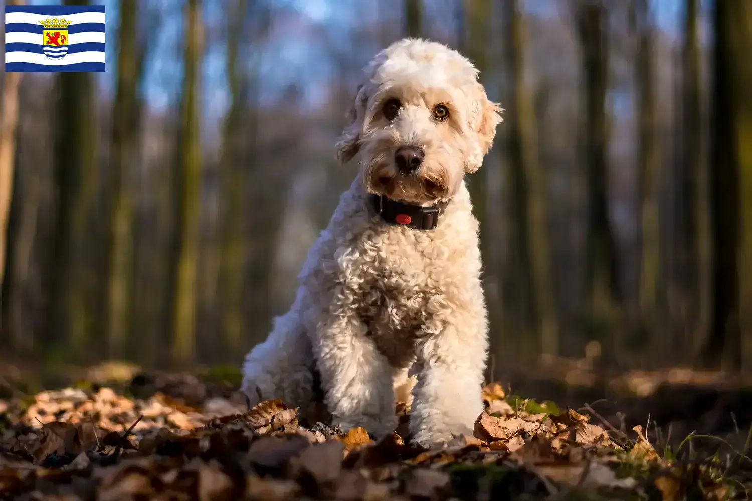 Cockapoo Welpen und Züchter Zeeland Hier findest Du Cockapoos Züchter in Zeeland.