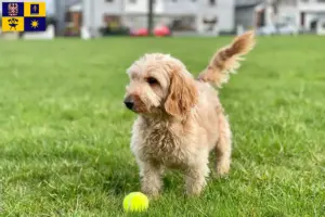 Mehr über den Artikel erfahren Cockapoo Züchter und Welpen in Zlín