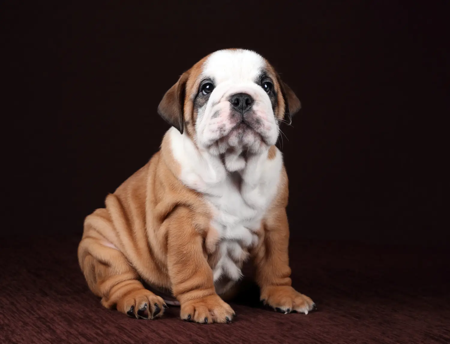 Einen Continental Bulldog Welpen zu kaufen, bedeutet Verantwortung zu übernehmen! Continental Bulldog Welpen kaufen.