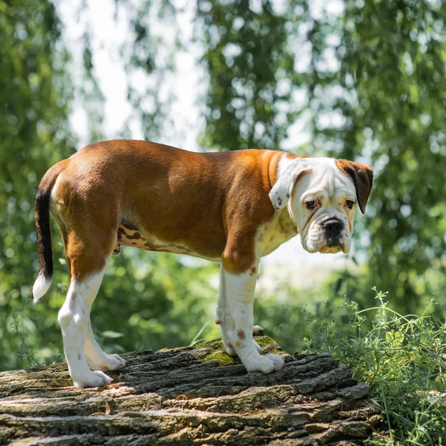Einen Continental Bulldog Welpen zu kaufen, bedeutet Verantwortung zu übernehmen! Continental Bulldog Welpen kaufen.