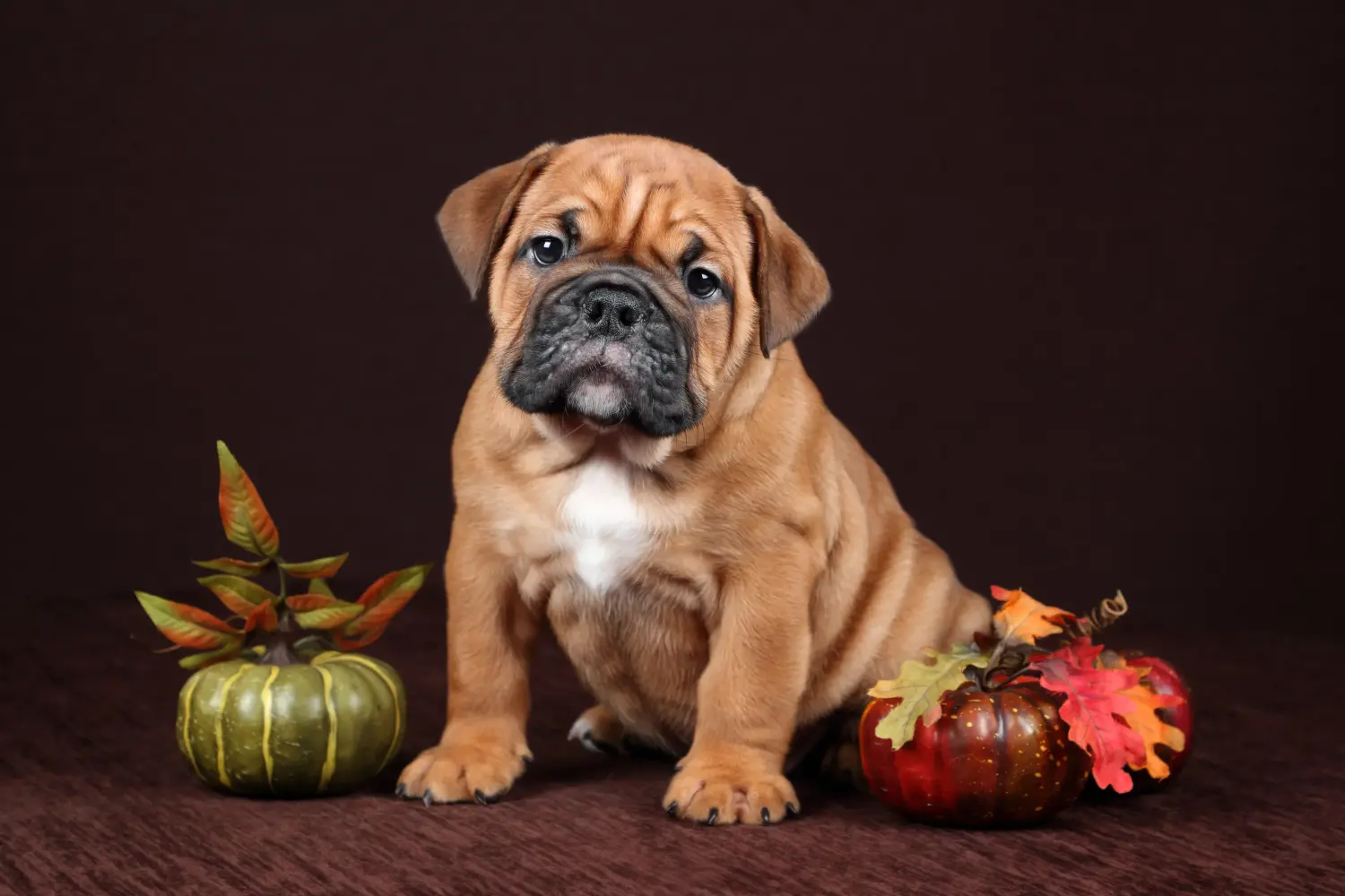 Einen Continental Bulldog Welpen zu kaufen, bedeutet Verantwortung zu übernehmen! Continental Bulldog Welpen kaufen.