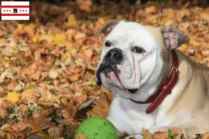 Mehr über den Artikel erfahren Continental Bulldog Züchter und Welpen in Drenthe