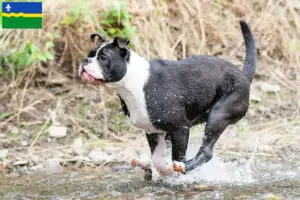 Mehr über den Artikel erfahren Continental Bulldog Züchter und Welpen in Flevoland