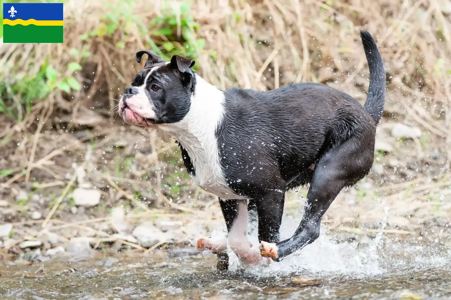 Continental Bulldog Welpen und Züchter Flevoland Hier findest Du Continental Bulldogs Züchter in Flevoland.