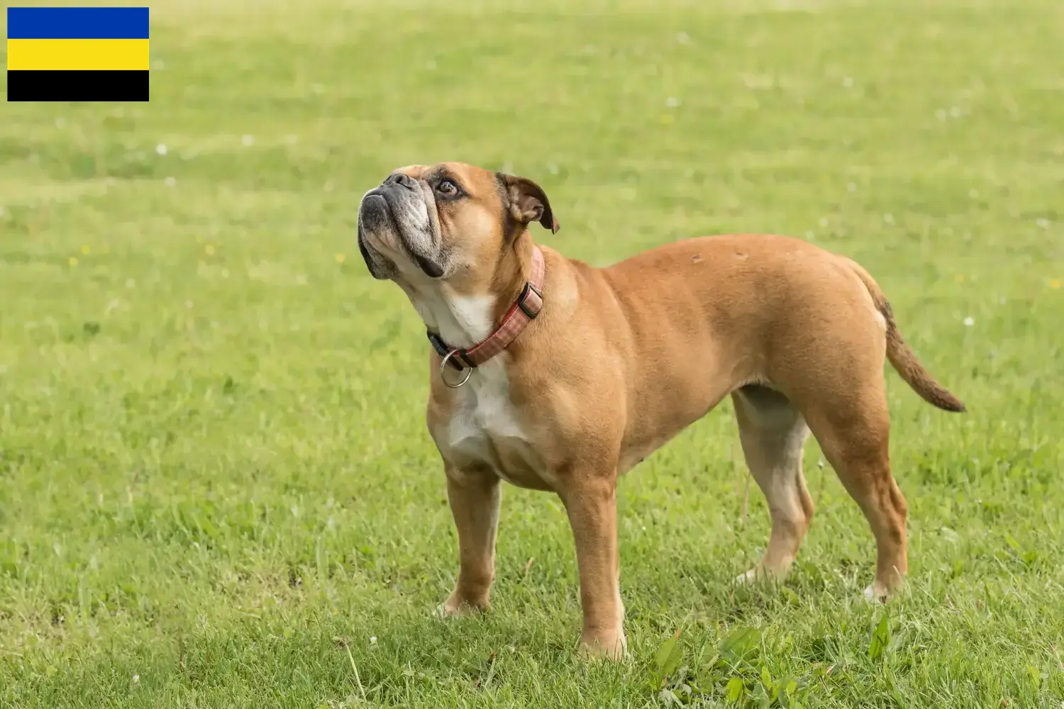 Continental Bulldog Welpen und Züchter Gelderland Hier findest Du Continental Bulldogs Züchter in Gelderland.