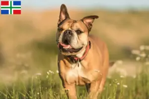 Mehr über den Artikel erfahren Continental Bulldog Züchter und Welpen in Groningen