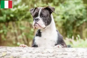 Mehr über den Artikel erfahren Continental Bulldog Züchter und Welpen in Italien
