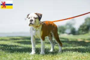 Mehr über den Artikel erfahren Continental Bulldog Züchter und Welpen in Limburg