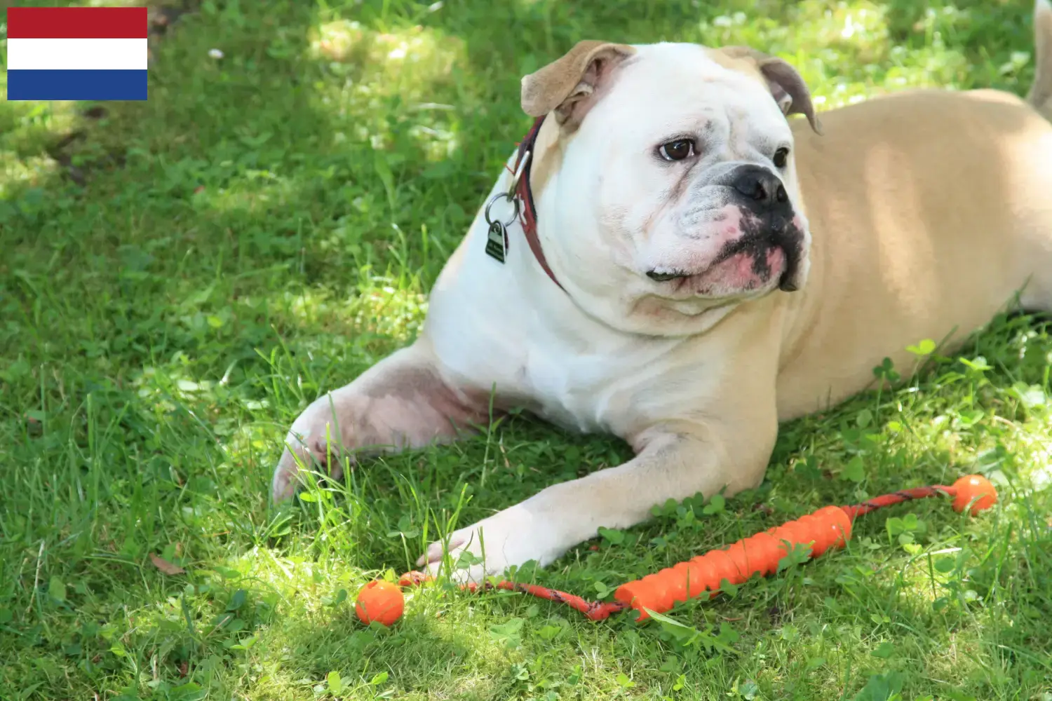 Continental Bulldog Welpen und Züchter Niederlande Hier findest Du Continental Bulldogs Züchter in den Niederlanden.