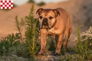 Mehr über den Artikel erfahren Continental Bulldog Züchter und Welpen in Nordbrabant