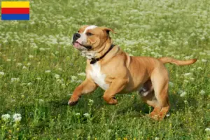 Mehr über den Artikel erfahren Continental Bulldog Züchter und Welpen in Nordholland