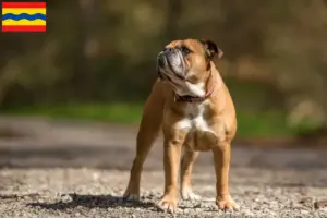 Mehr über den Artikel erfahren Continental Bulldog Züchter und Welpen in Overijssel