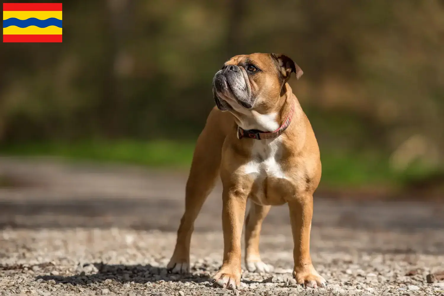 Continental Bulldog Welpen und Züchter Overijssel Hier findest Du Continental Bulldogs Züchter in Overijssel.