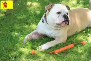 Mehr über den Artikel erfahren Continental Bulldog Züchter und Welpen in Südholland