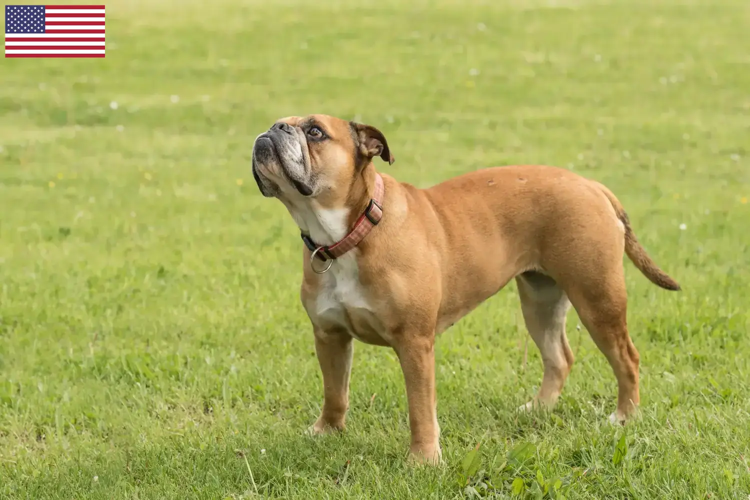 Continental Bulldog Welpen und Züchter USA Hier findest Du Continental Bulldogs Züchter in den USA.