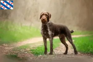 Mehr über den Artikel erfahren Deutsch Drahthaar Züchter und Welpen in Friesland