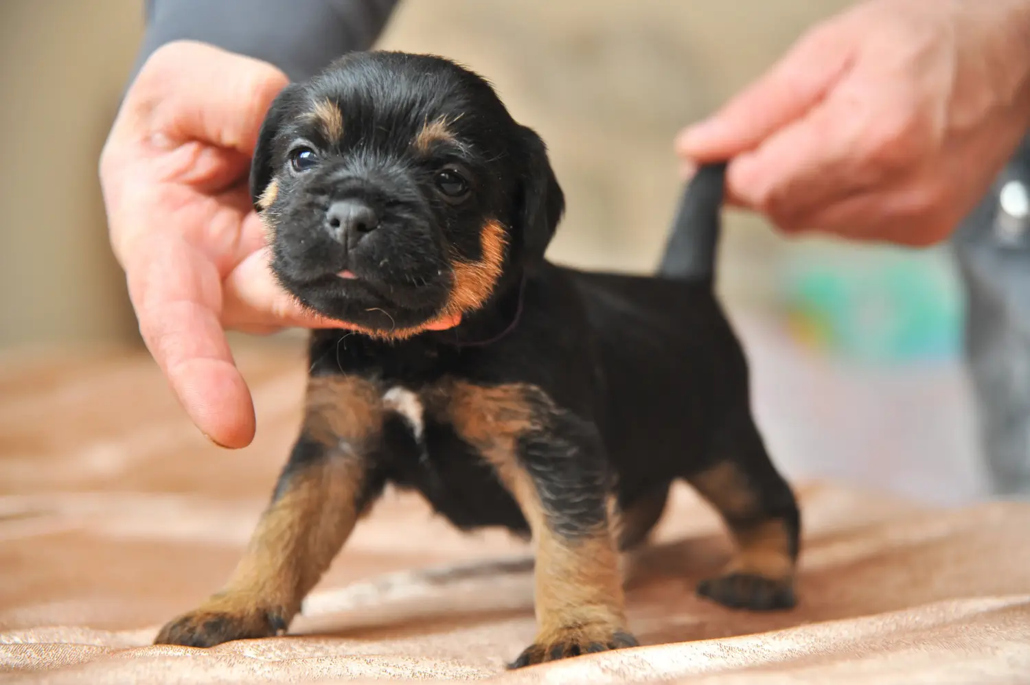 Einen Deutschen Jagdterrier Welpen zu kaufen, bedeutet Verantwortung zu übernehmen! Deutscher Jagdterrier Welpen kaufen.