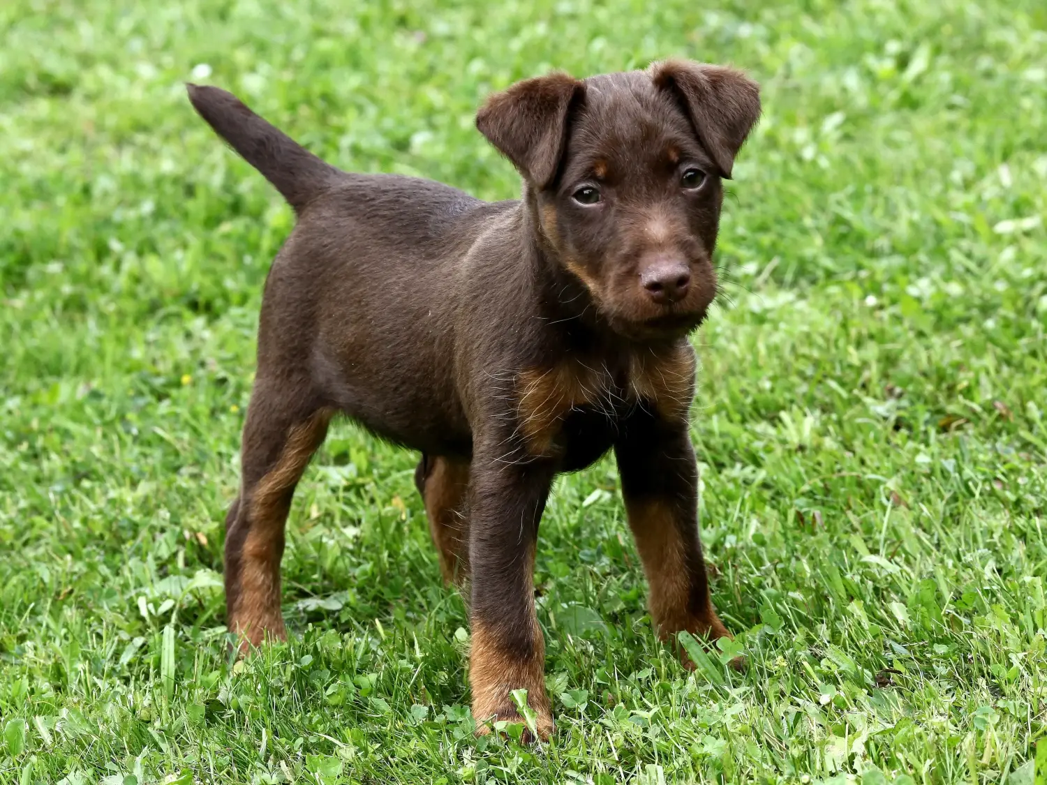 Einen Deutschen Jagdterrier Welpen zu kaufen, bedeutet Verantwortung zu übernehmen! Deutscher Jagdterrier Welpen kaufen.