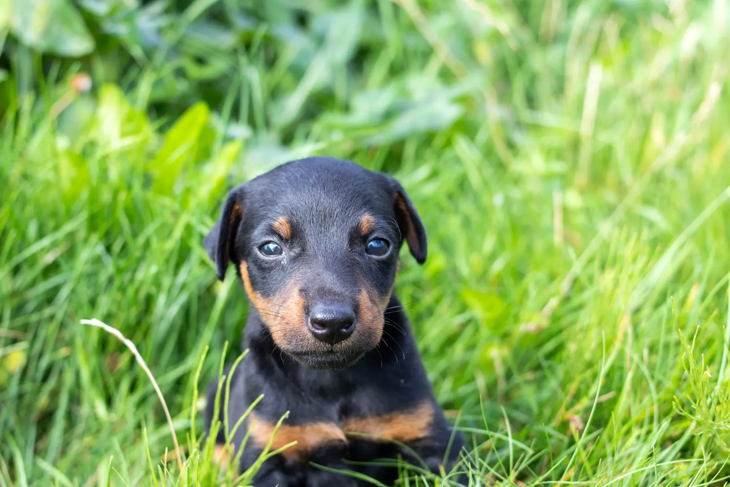 Einen Deutschen Jagdterrier Welpen zu kaufen, bedeutet Verantwortung zu übernehmen! Deutscher Jagdterrier Welpen kaufen.