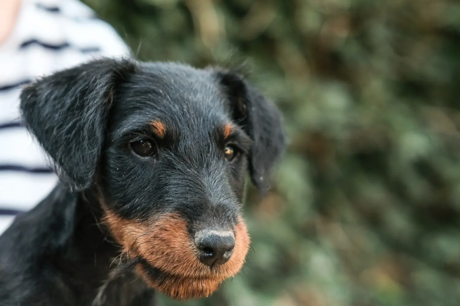 Einen Deutschen Jagdterrier Welpen zu kaufen, bedeutet Verantwortung zu übernehmen! Deutscher Jagdterrier Welpen kaufen.