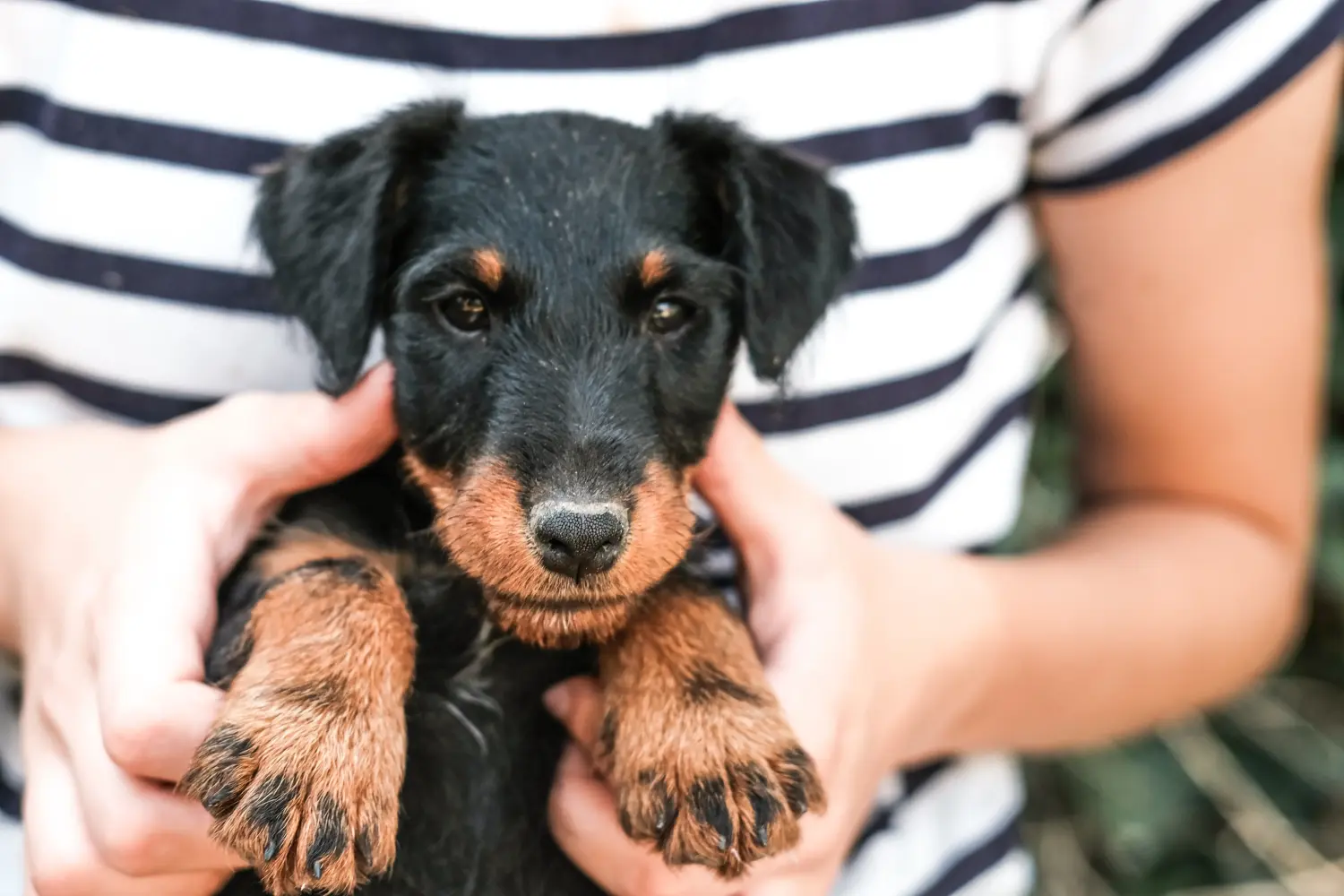 Einen Deutschen Jagdterrier Welpen zu kaufen, bedeutet Verantwortung zu übernehmen! Deutscher Jagdterrier Welpen kaufen.