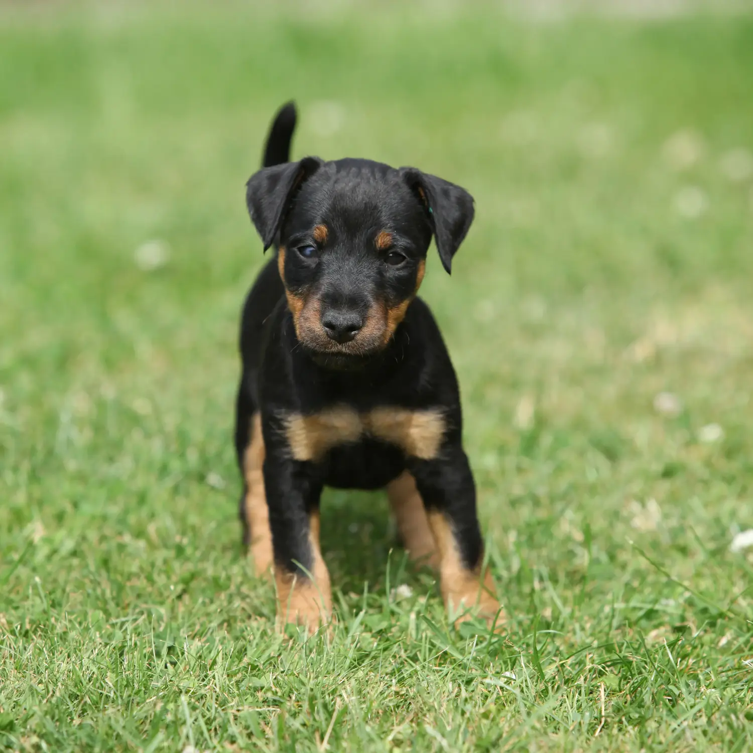 Einen Deutschen Jagdterrier Welpen zu kaufen, bedeutet Verantwortung zu übernehmen! Deutscher Jagdterrier Welpen kaufen.