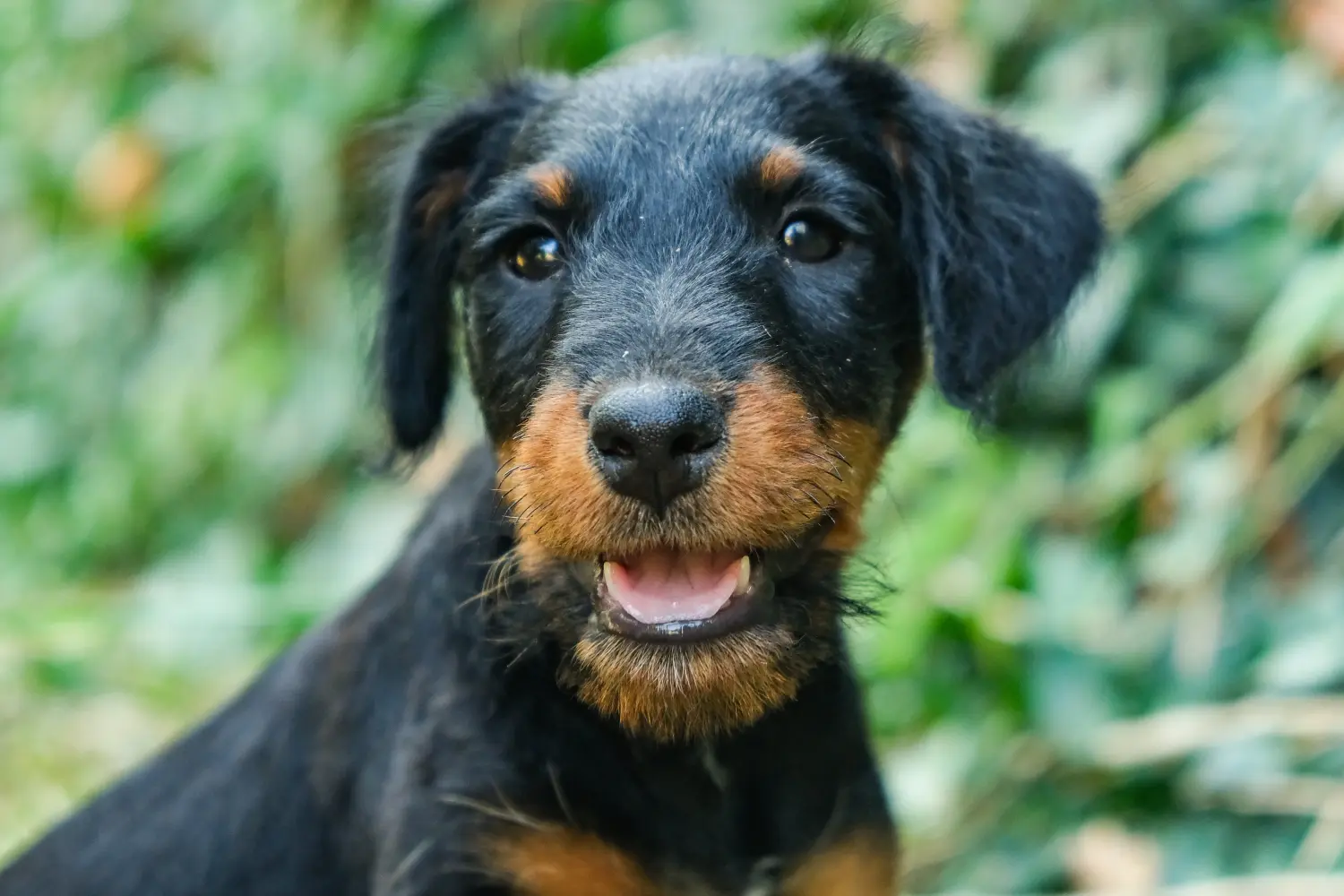 Einen Deutschen Jagdterrier Welpen zu kaufen, bedeutet Verantwortung zu übernehmen! Deutscher Jagdterrier Welpen kaufen.