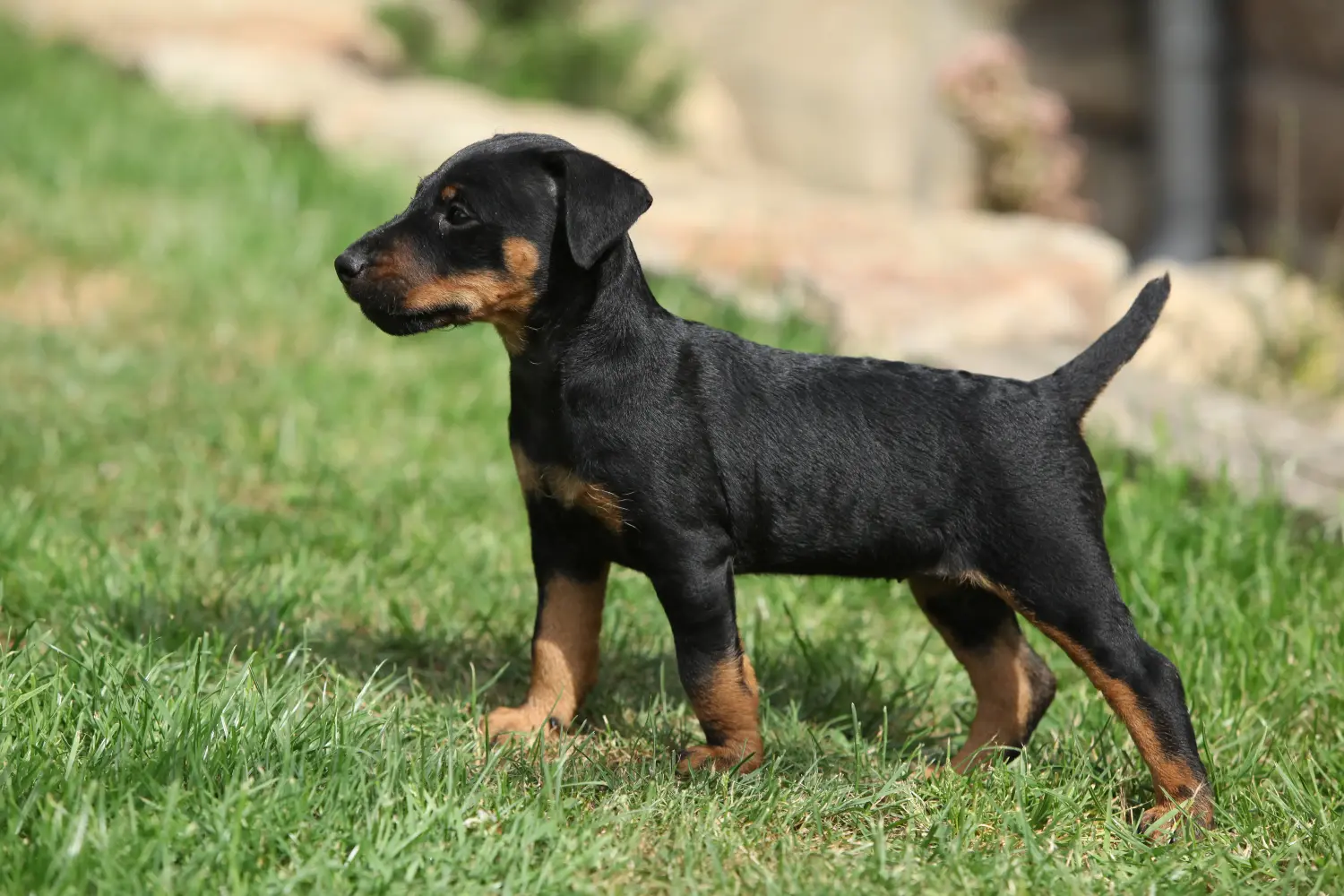 Einen Deutschen Jagdterrier Welpen zu kaufen, bedeutet Verantwortung zu übernehmen! Deutscher Jagdterrier Welpen kaufen.