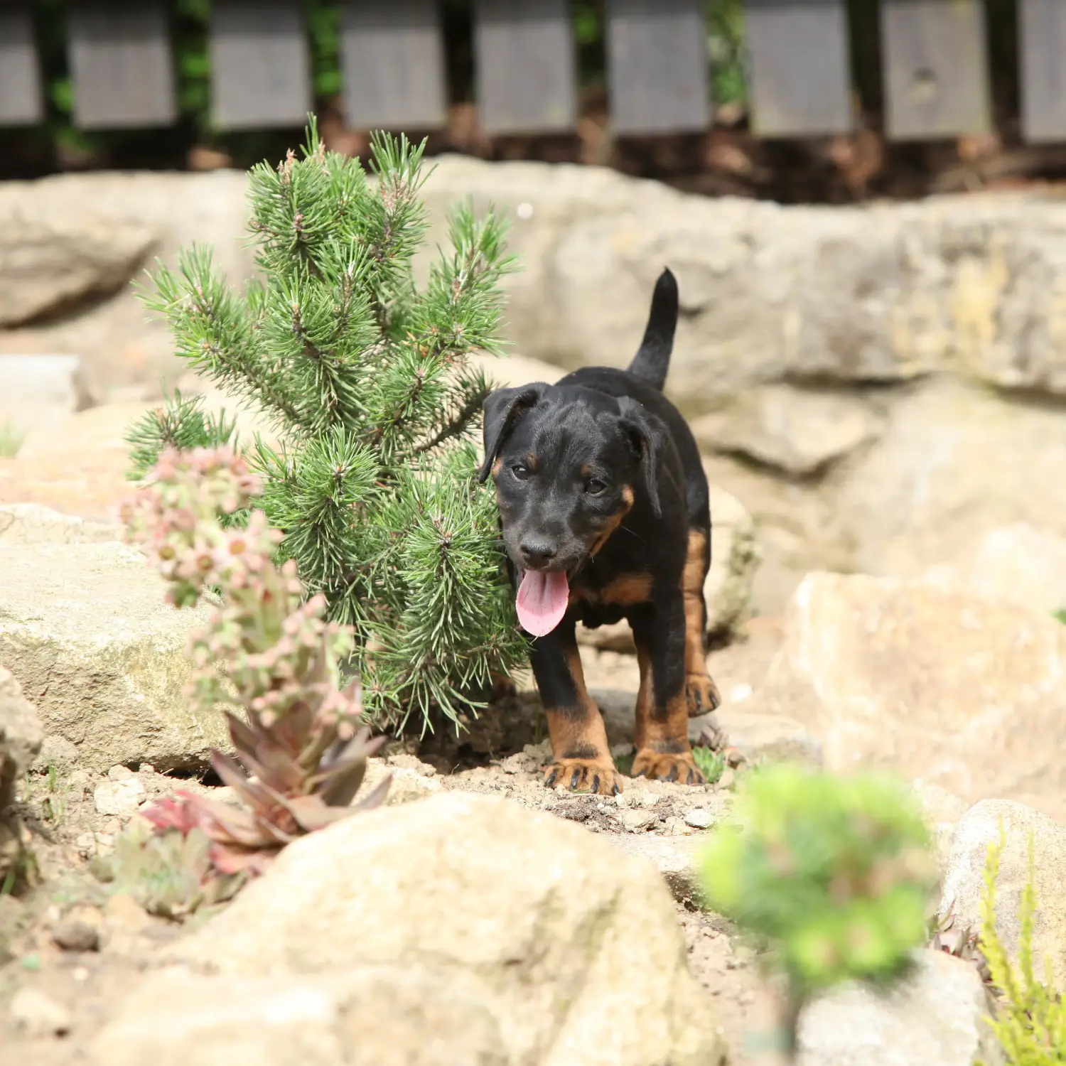 Einen Deutschen Jagdterrier Welpen zu kaufen, bedeutet Verantwortung zu übernehmen! Deutscher Jagdterrier Welpen kaufen.