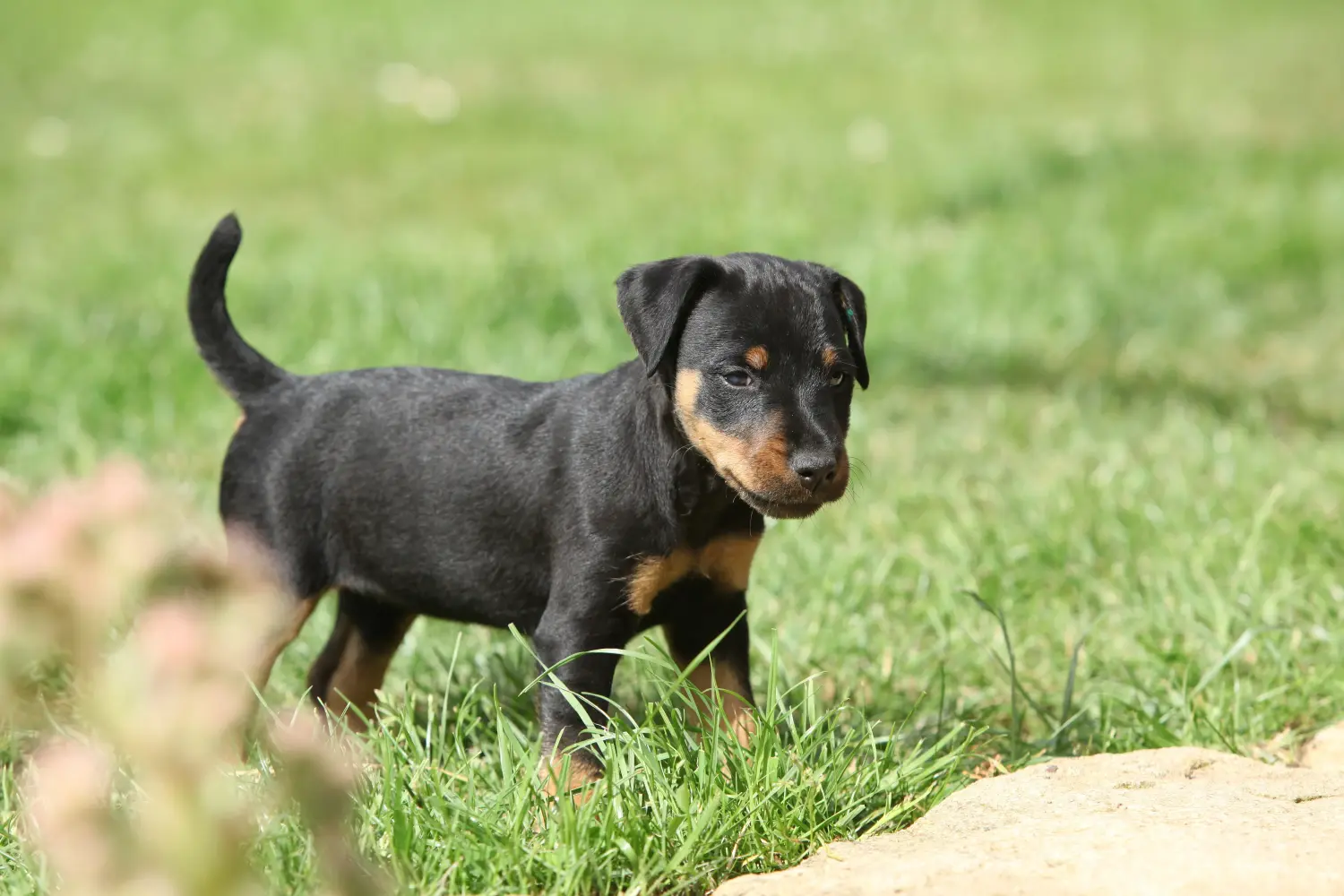 Einen Deutschen Jagdterrier Welpen zu kaufen, bedeutet Verantwortung zu übernehmen! Deutscher Jagdterrier Welpen kaufen.