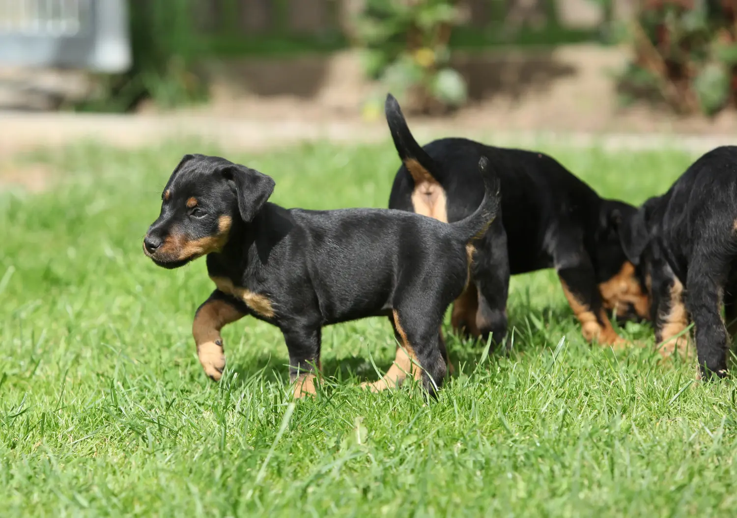 Einen Deutschen Jagdterrier Welpen zu kaufen, bedeutet Verantwortung zu übernehmen! Deutscher Jagdterrier Welpen kaufen.