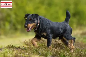 Mehr über den Artikel erfahren Deutscher Jagdterrier Züchter und Welpen in Drenthe