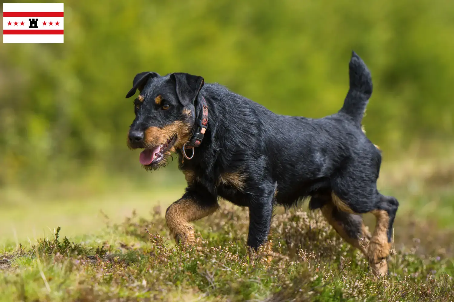 Deutscher Jagdterrier Welpen und Züchter Drenthe Hier findest Du Deutsche Jagdterrier Züchter in Drenthe.