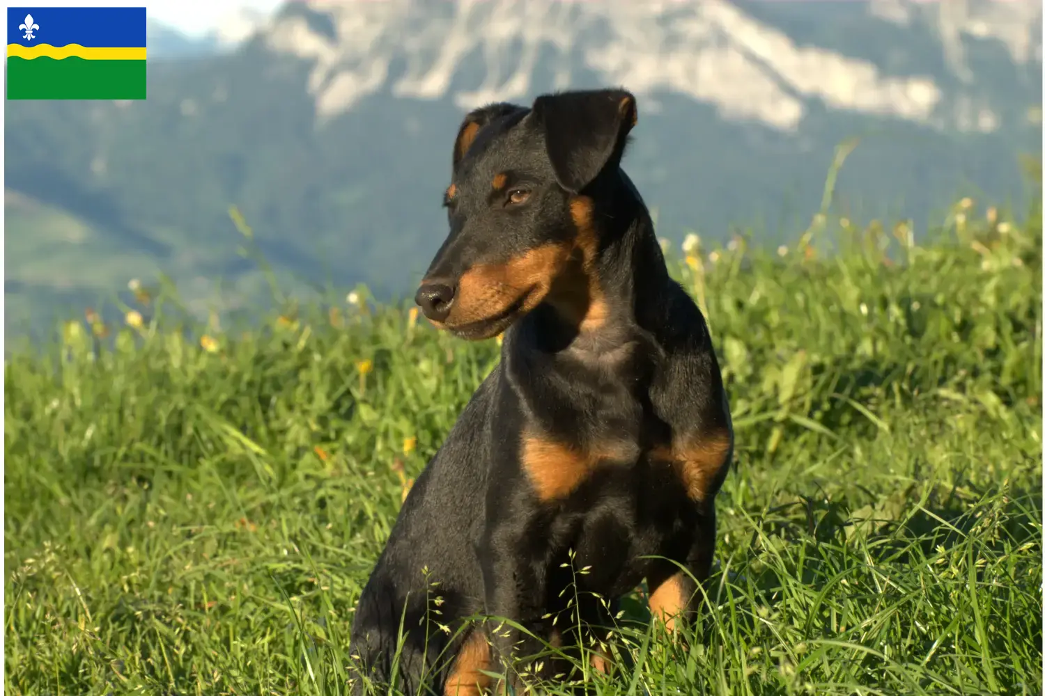 Deutscher Jagdterrier Welpen und Züchter Flevoland Hier findest Du Deutsche Jagdterrier Züchter in Flevoland.