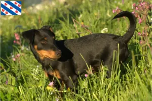 Mehr über den Artikel erfahren Deutscher Jagdterrier Züchter und Welpen in Friesland