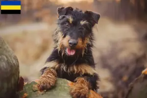 Mehr über den Artikel erfahren Deutscher Jagdterrier Züchter und Welpen in Gelderland