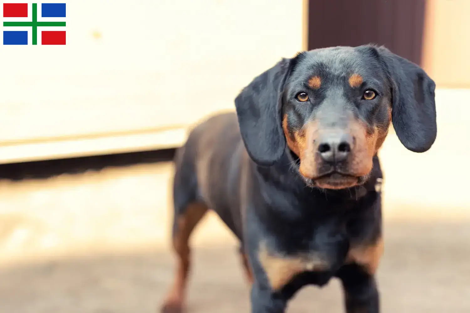 Deutscher Jagdterrier Welpen und Züchter Groningen Hier findest Du Deutsche Jagdterrier Züchter in Groningen.