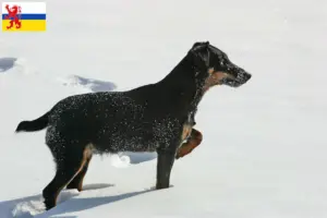 Mehr über den Artikel erfahren Deutscher Jagdterrier Züchter und Welpen in Limburg