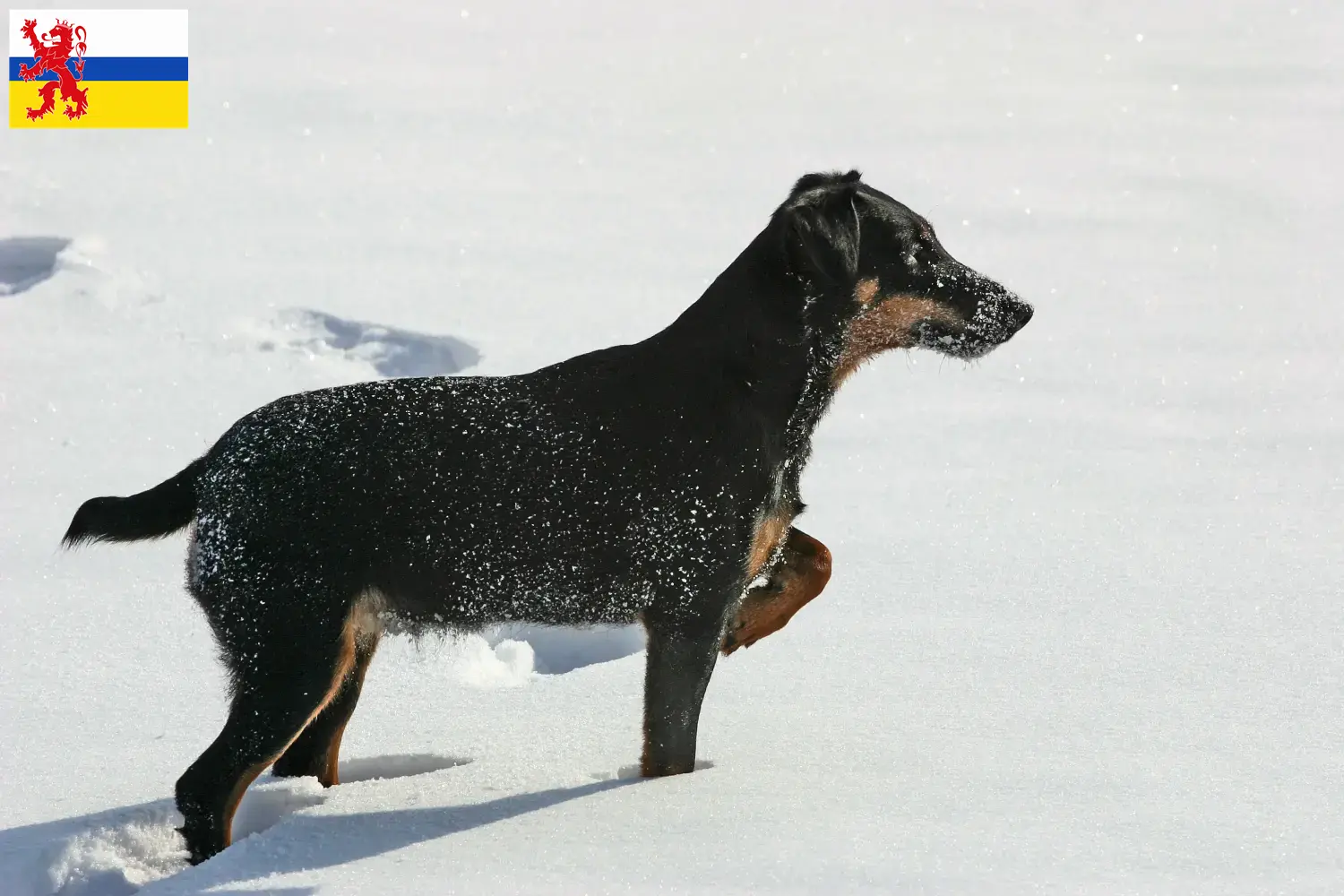 Deutscher Jagdterrier Welpen und Züchter Limburg Hier findest Du Deutsche Jagdterrier Züchter in Limburg.