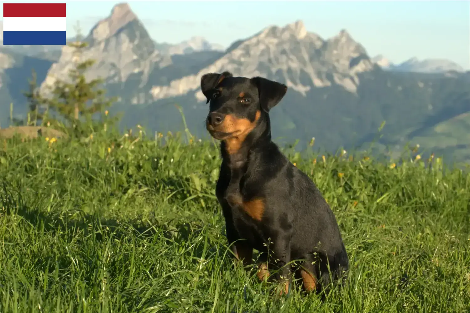 Deutscher Jagdterrier Welpen und Züchter Niederlande Hier findest Du Deutsche Jagdterrier Züchter in den Niederlanden.