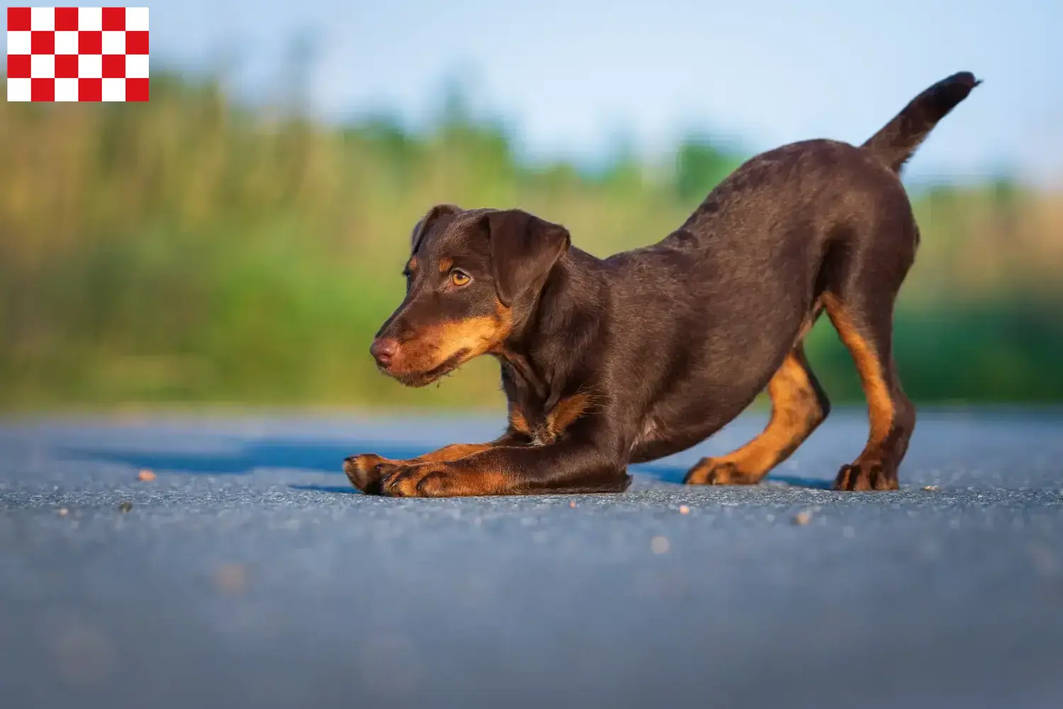 Deutscher Jagdterrier Welpen und Züchter Nordbrabant Hier findest Du Deutsche Jagdterrier Züchter in Nordbrabant.