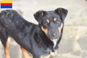 Mehr über den Artikel erfahren Deutscher Jagdterrier Züchter und Welpen in Nordholland