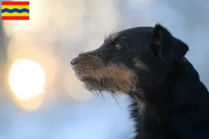Mehr über den Artikel erfahren Deutscher Jagdterrier Züchter und Welpen in Overijssel