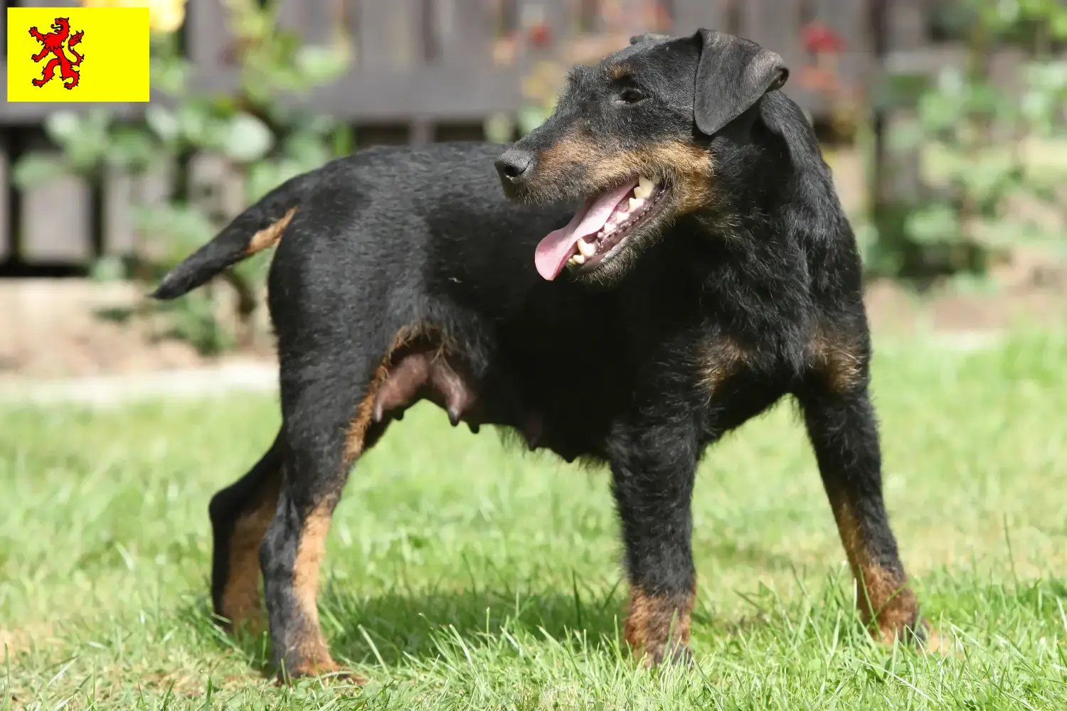 Deutscher Jagdterrier Welpen und Züchter Südholland Hier findest Du Deutsche Jagdterrier Züchter in Südholland.