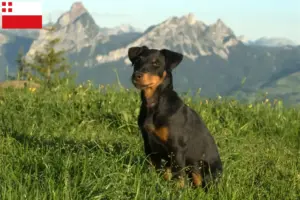 Mehr über den Artikel erfahren Deutscher Jagdterrier Züchter und Welpen in Utrecht