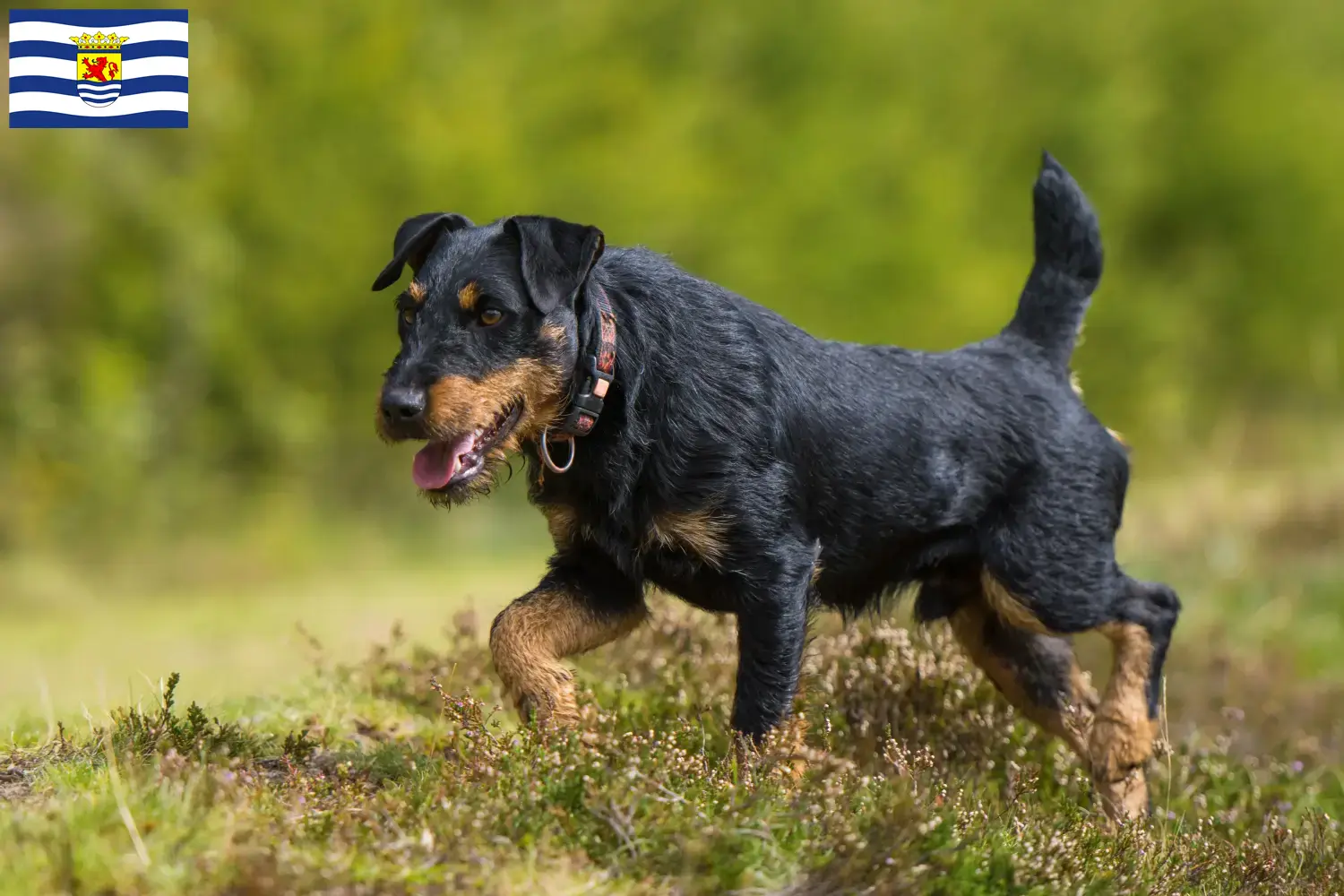 Deutscher Jagdterrier Welpen und Züchter Zeeland Hier findest Du Deutsche Jagdterrier Züchter in Zeeland.