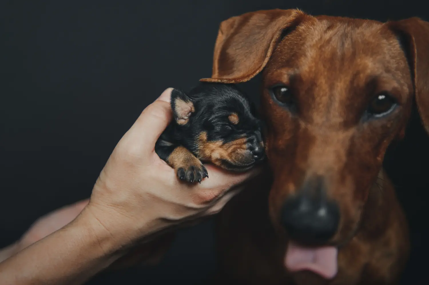 Einen Deutschen Pinscher Welpen zu kaufen, bedeutet Verantwortung zu übernehmen! Deutscher Pinscher Welpen kaufen.