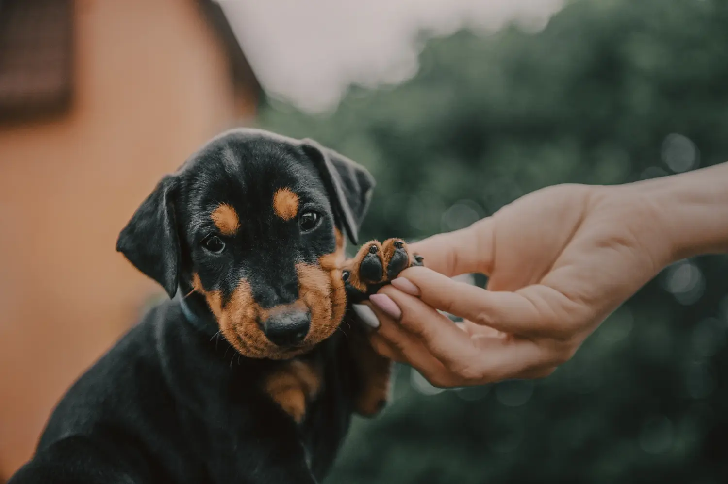 Einen Deutschen Pinscher Welpen zu kaufen, bedeutet Verantwortung zu übernehmen! Deutscher Pinscher Welpen kaufen.