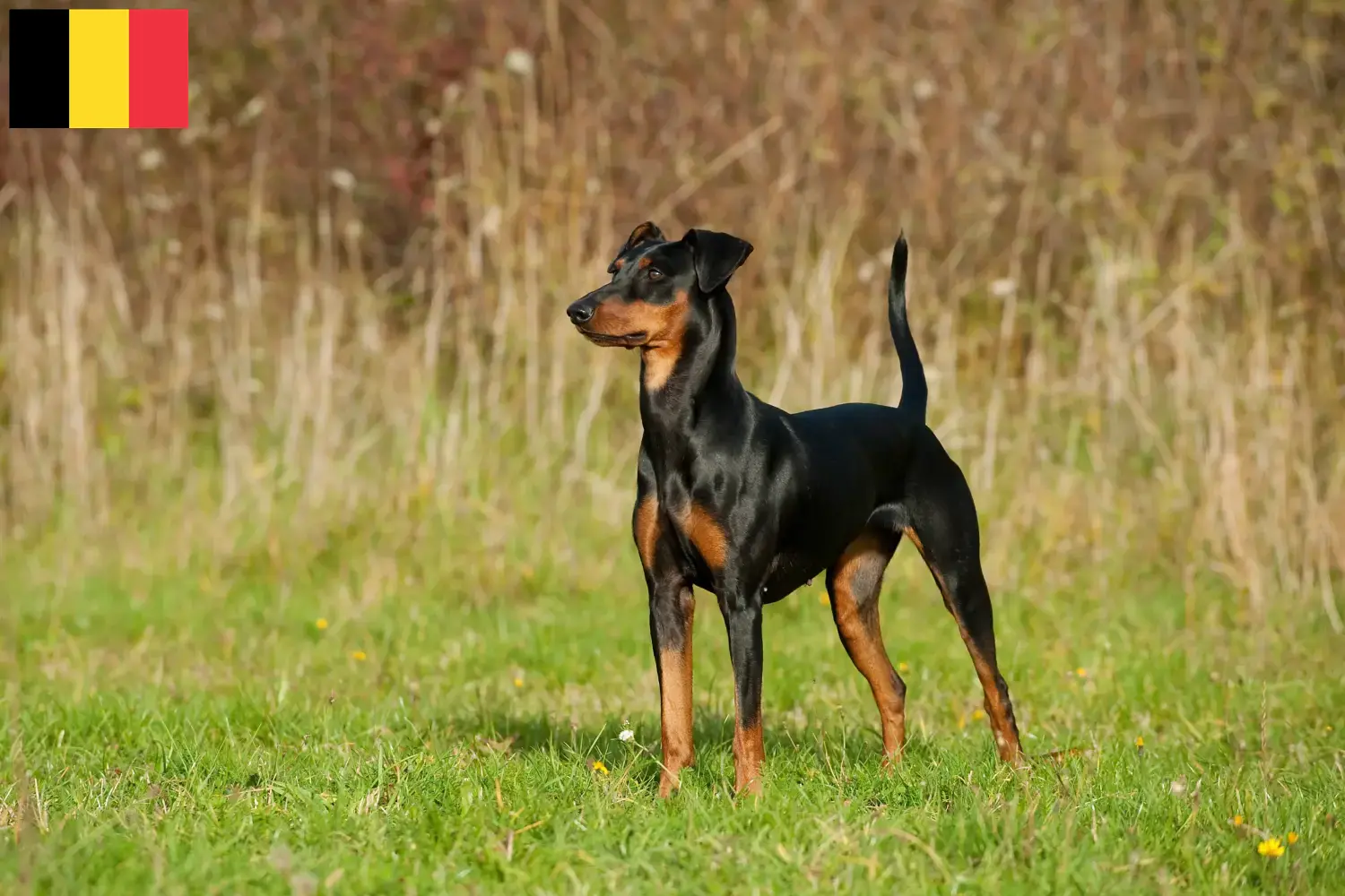Deutscher Pinscher Welpen und Züchter Belgien Hier findest Du Deutsche Pinscher Züchter in Belgien.