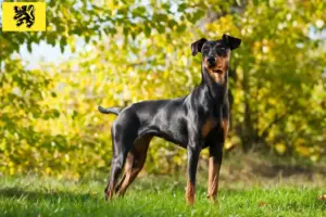 Mehr über den Artikel erfahren Deutscher Pinscher Züchter und Welpen in Flandern